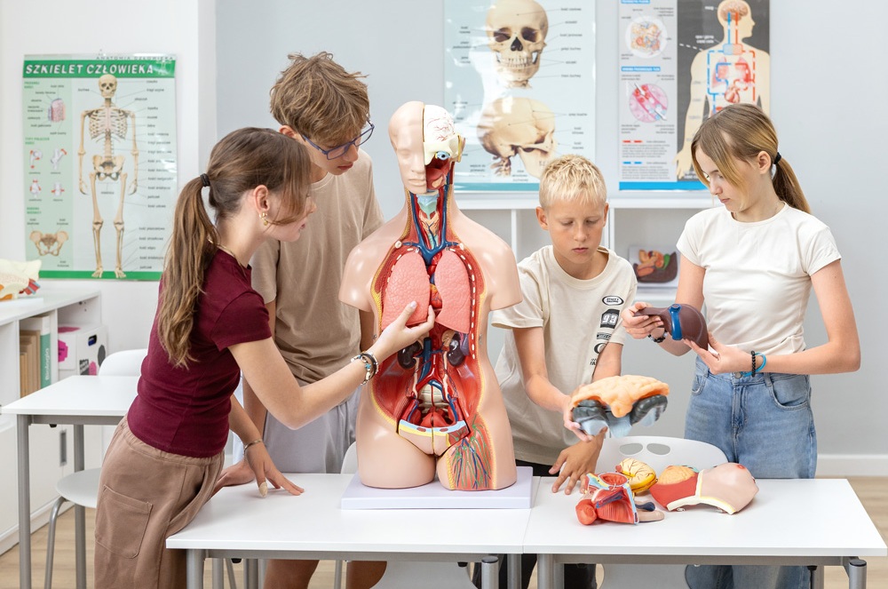 uczniowie uczą się o narządach wewnętrznych człowieka z modelem anatomicznym